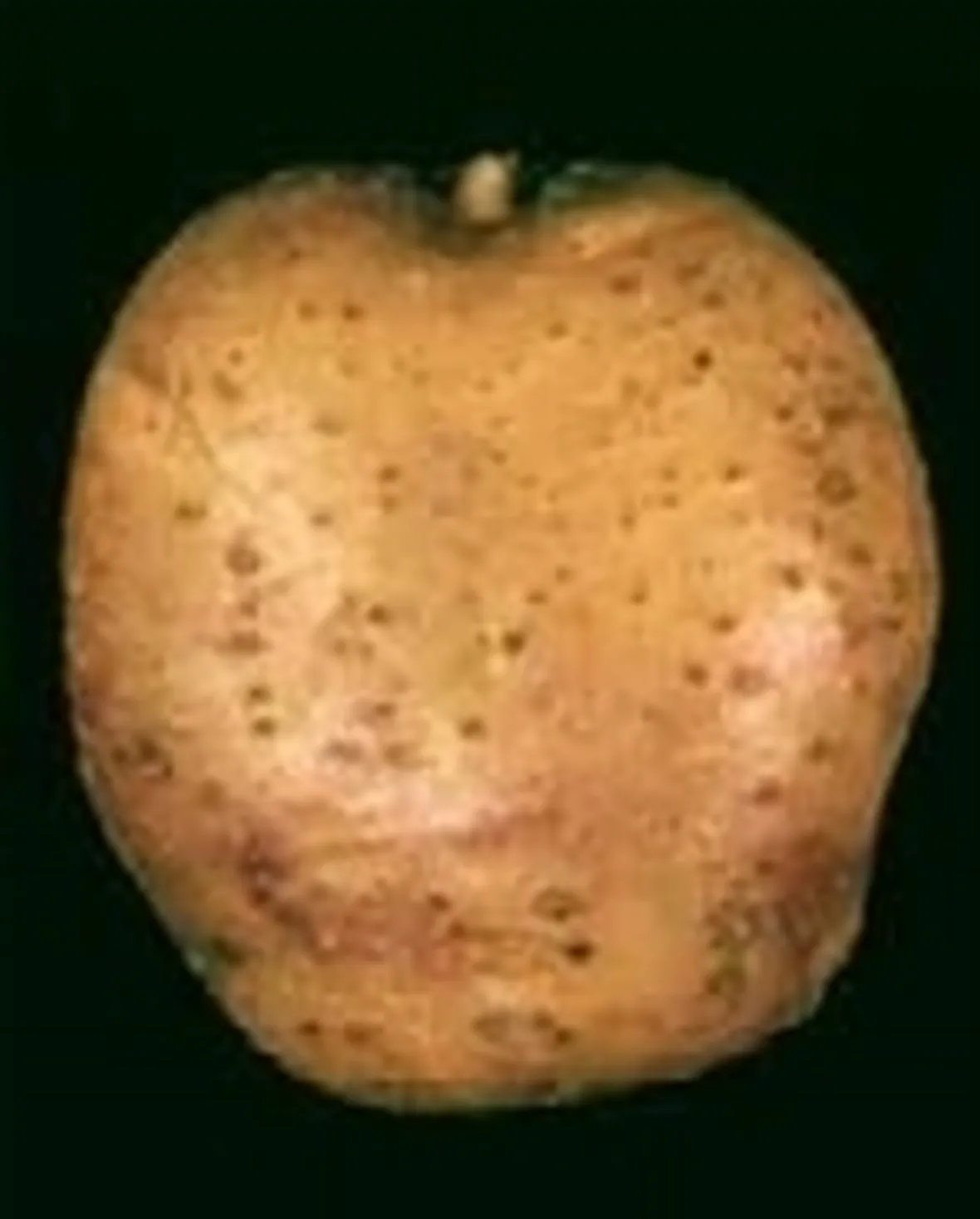 patata