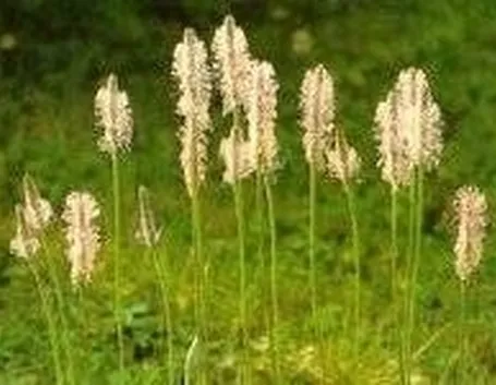 piantaggine