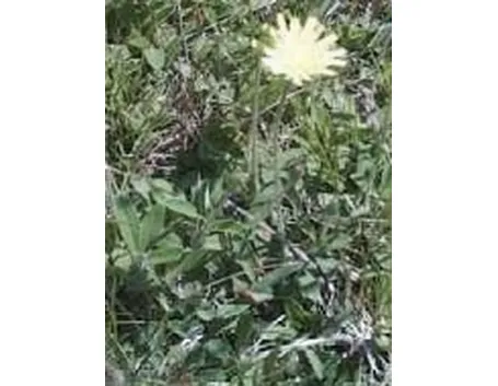 pilosella