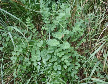 pimpinella