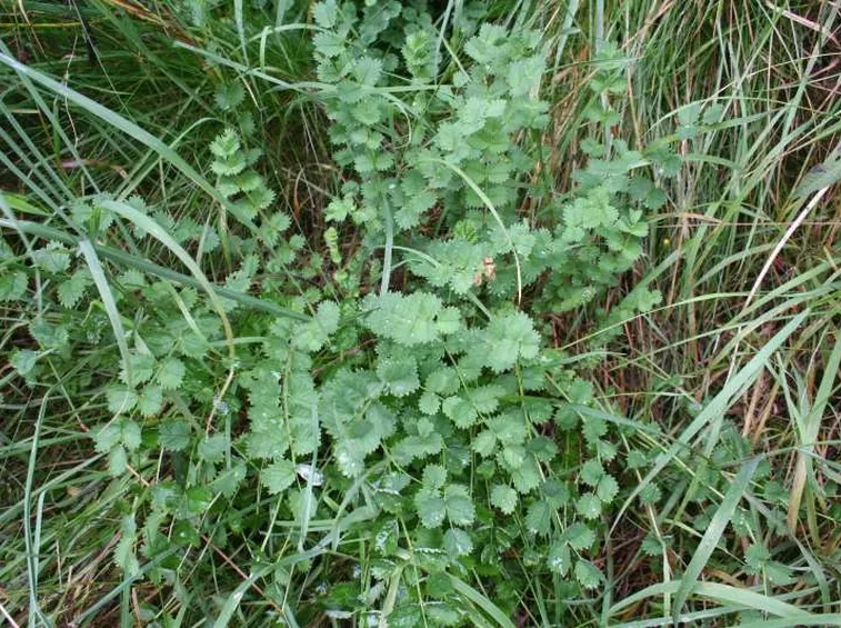 pimpinella