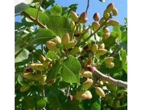 pistacchio