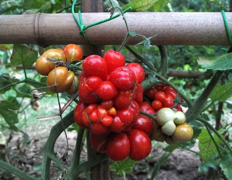 pomodoro