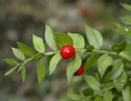 pungitopo