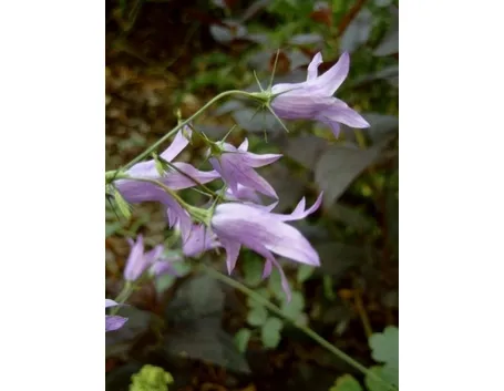 campanula rapunculus