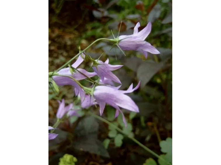 campanula rapunculus