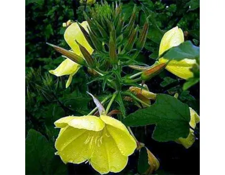 oenothera biennis
