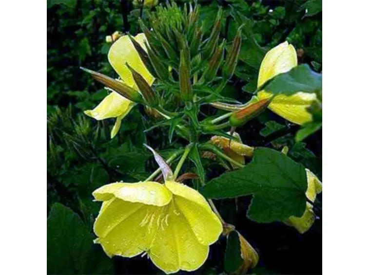 oenothera biennis