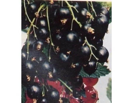 ribes nero