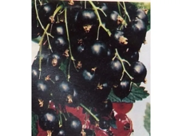 ribes nero