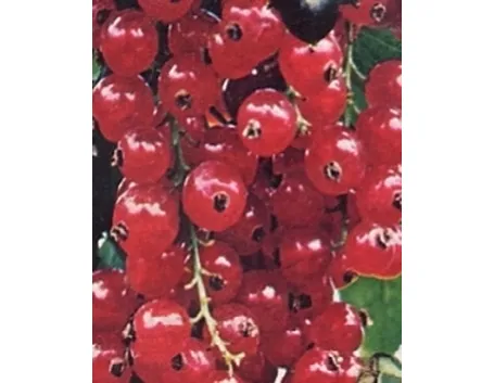 ribes rosso