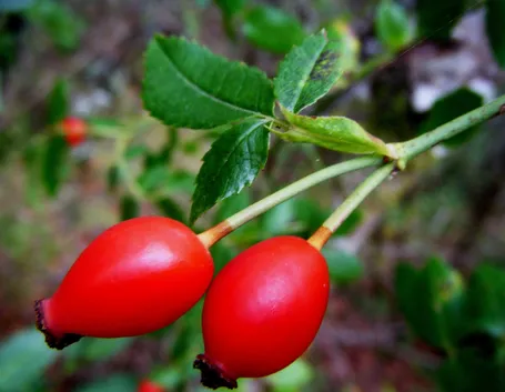 rosa canina