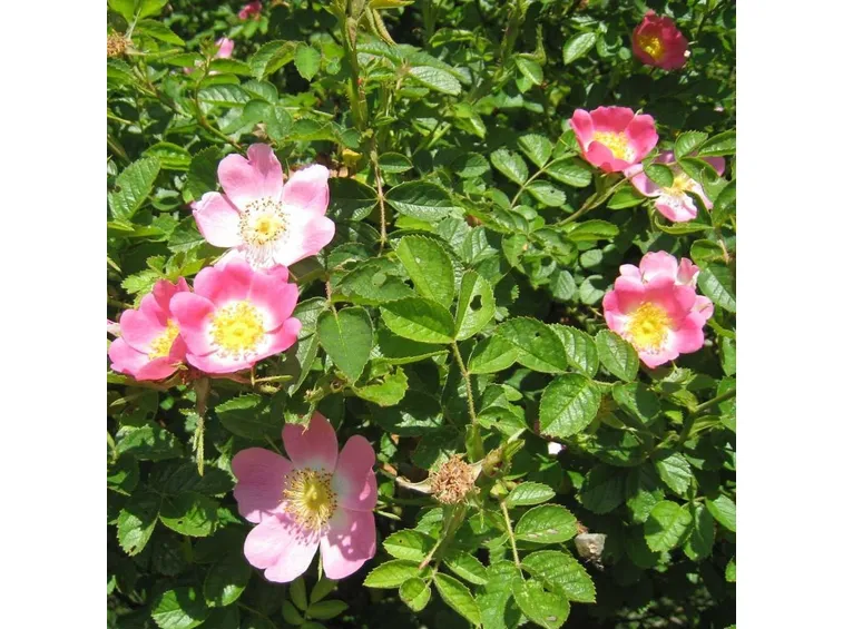 fiore di rosa canina