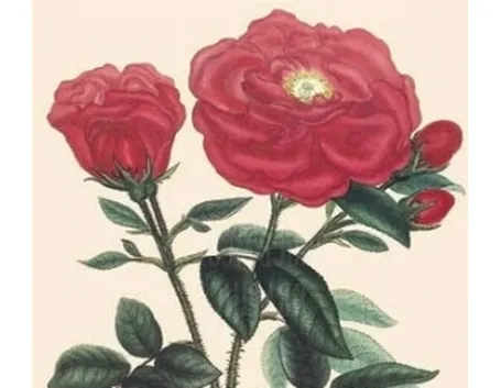 rosa gallica