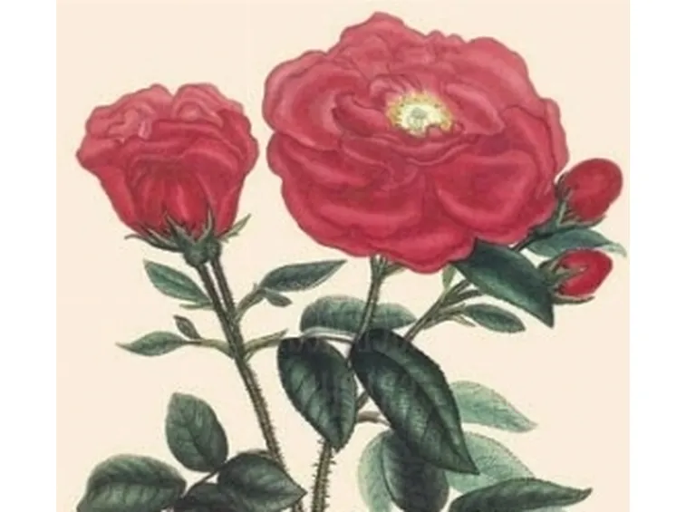 rosa gallica