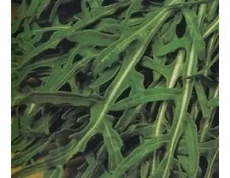 rucola