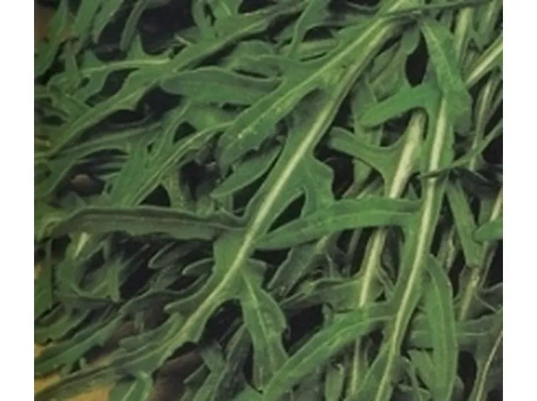 rucola