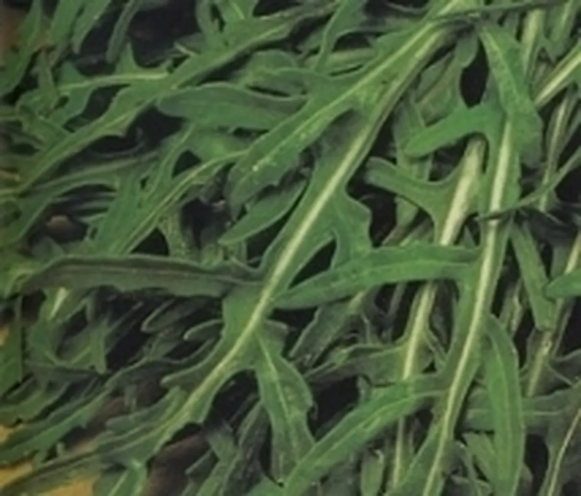 rucola