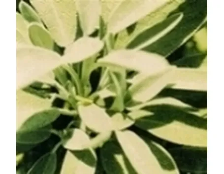 salvia