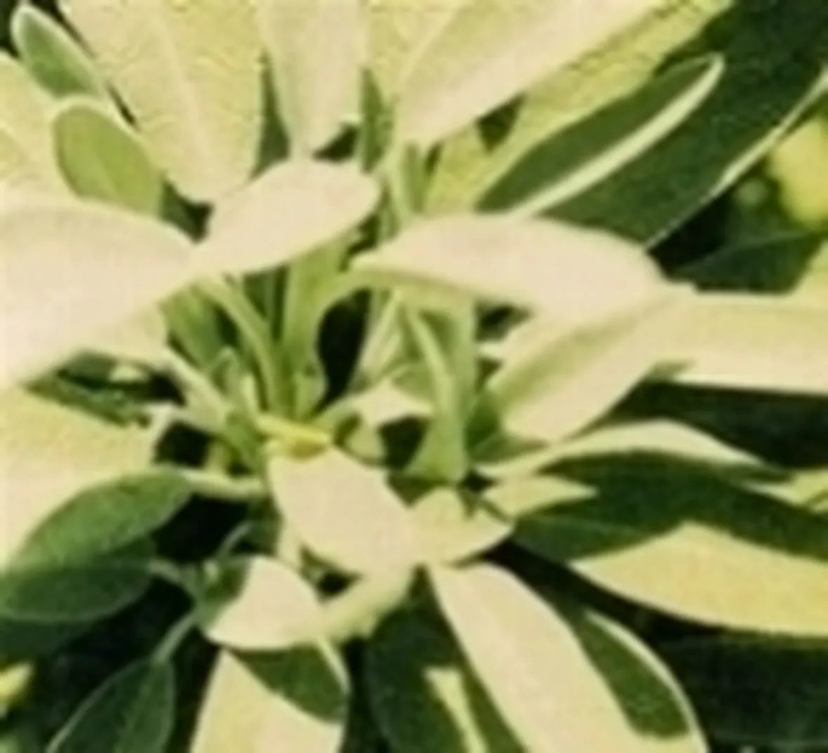 salvia