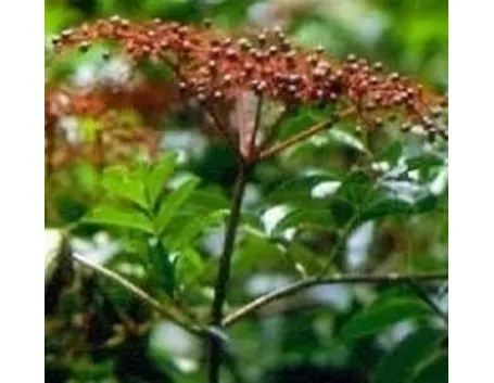 sambuco