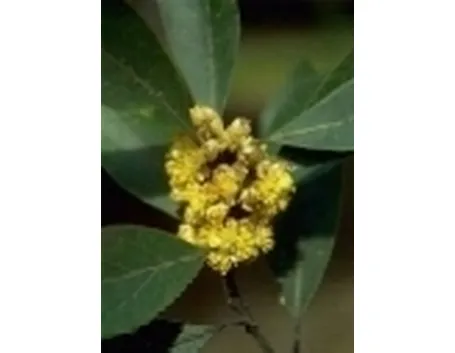 alloro