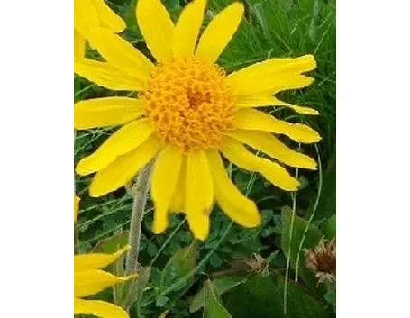 esempio di arnica