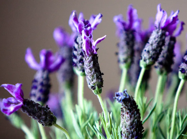 Lavanda