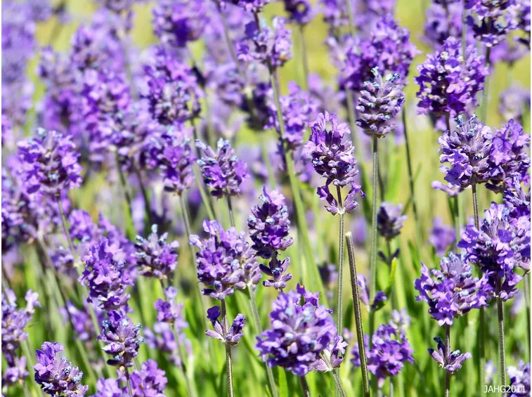 lavanda