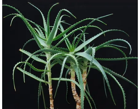 Aloe arborescens