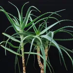 Aloe arborescens