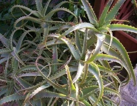aloe arborescens