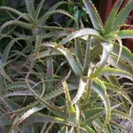 aloe arborescens 