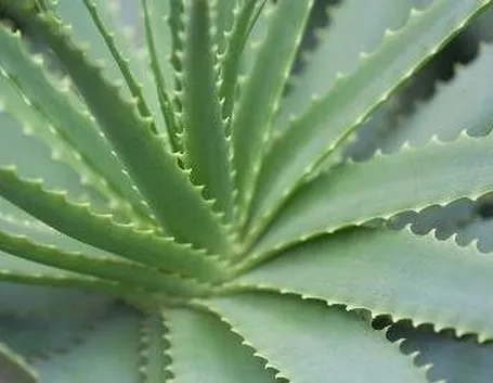 aloe barbadensis