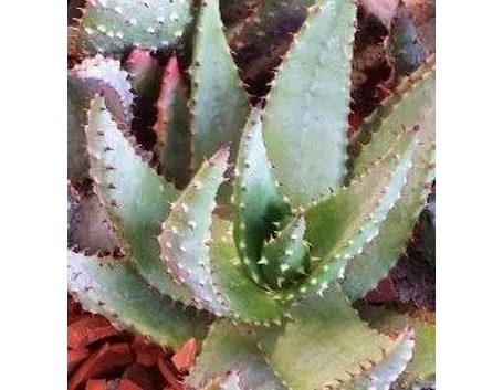 aloe ferox