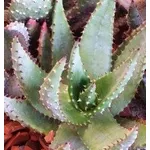 aloe ferox