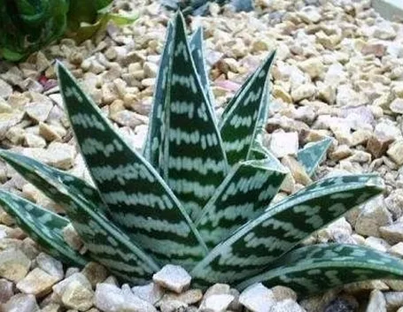 aloe variegata