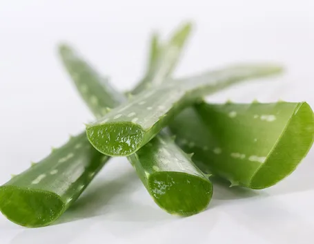 aloe vera