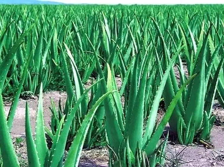 coltivazione aloe vera