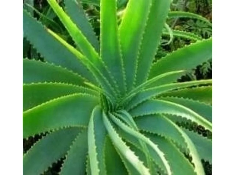 aloe vera