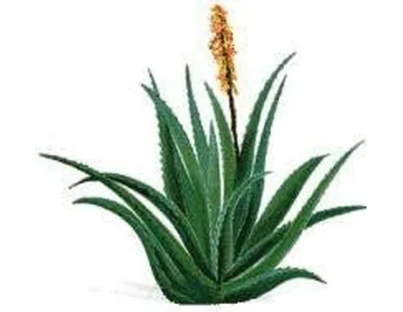 Aloe vera