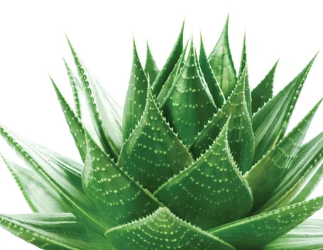 Pianta di aloe vera