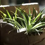 Aloe vera in casa