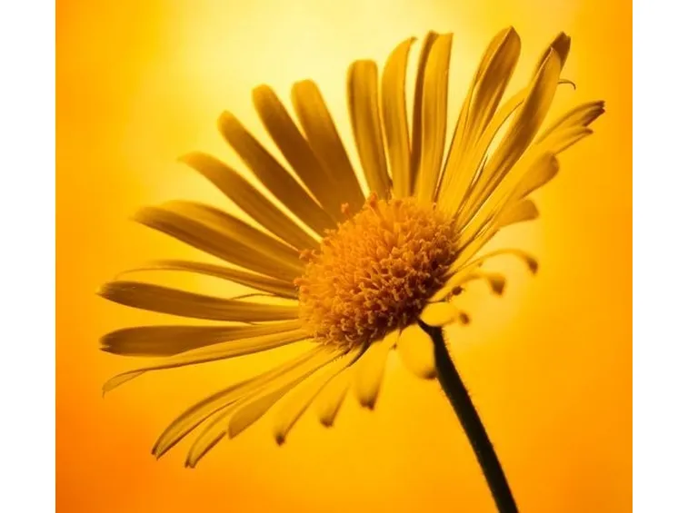 arnica