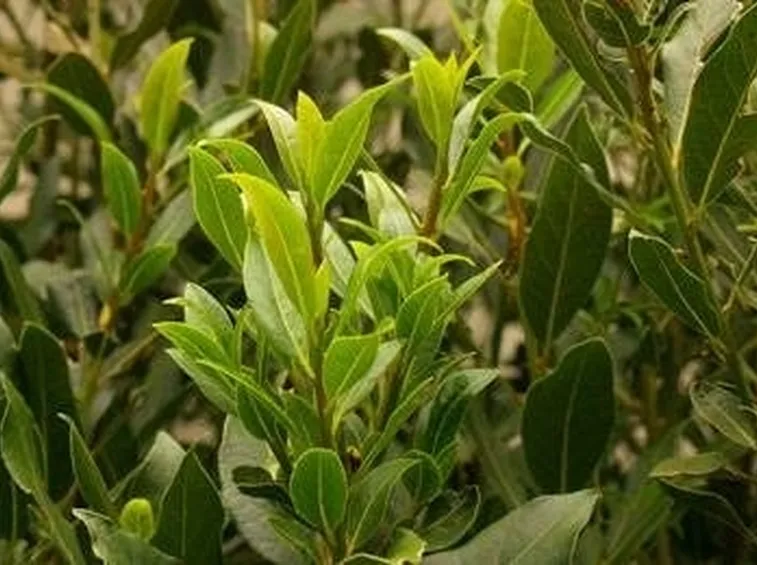 alloro