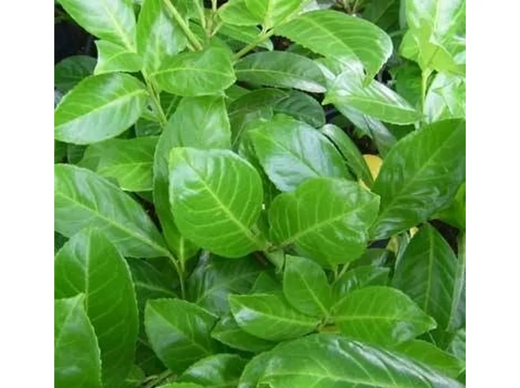 foglie di alloro