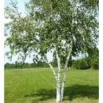 betulla