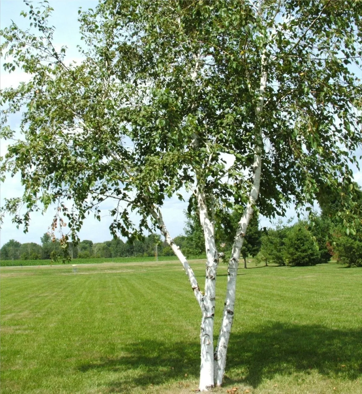 betulla