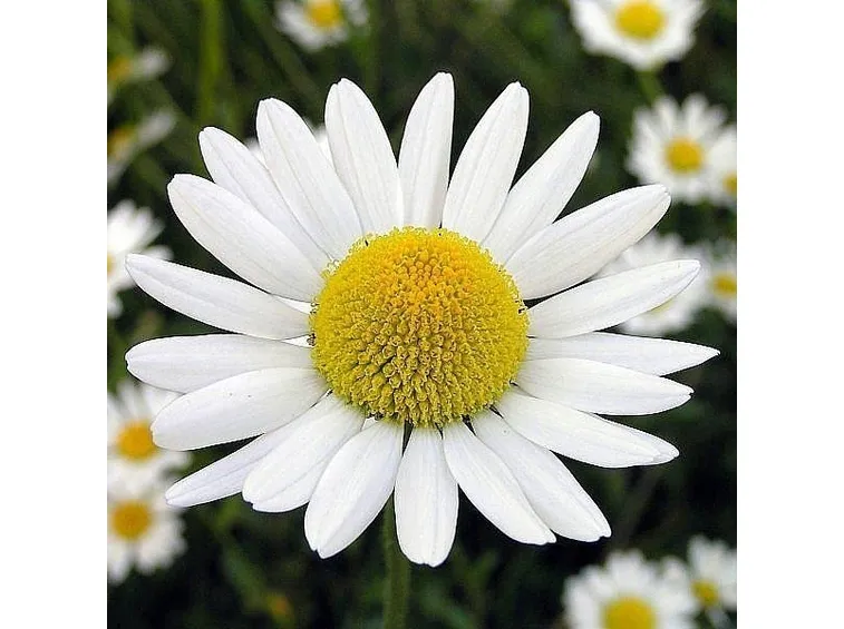 camomilla