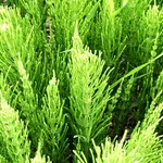pianta dell'Equisetum Arvense